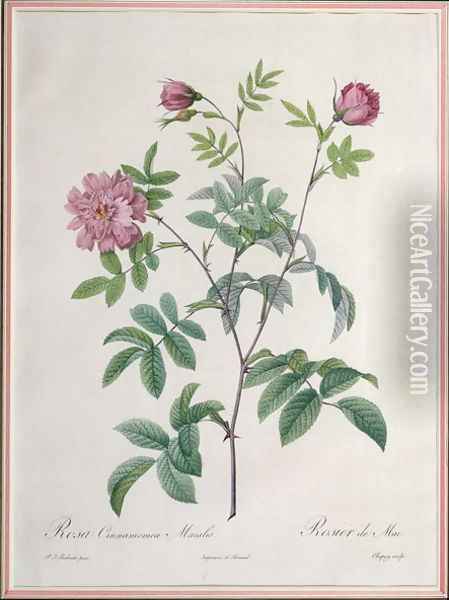 Rosa Cinnamomea Maialis, engraved by Chapuy, published by Remond Oil Painting - Pierre-Joseph Redoute