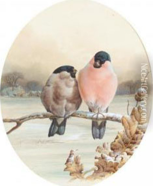 Bullfinches On A Winter's Day Oil Painting - Harry Bright