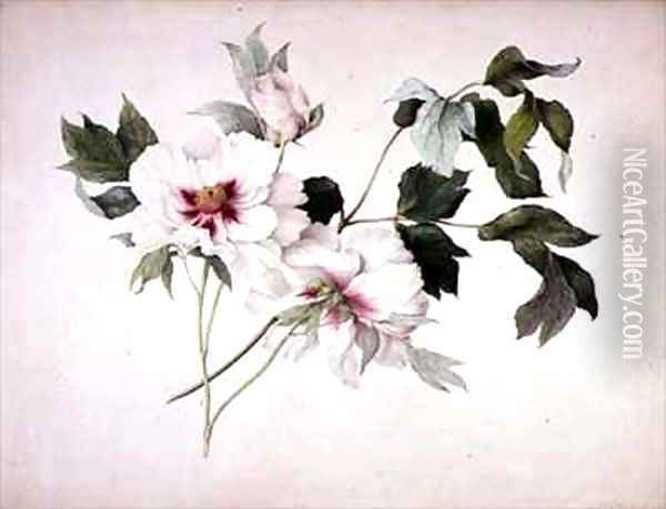 Japanese Tree Peony Paeonia suffructicosa Oil Painting - Lucy Cust