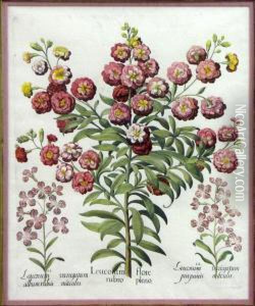 Botanical: Leucoium Flore Rubro Pleno Oil Painting - Basilius Besler