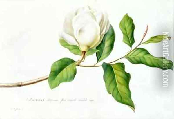 Magnolia 3 Oil Painting - Georg Dionysius Ehret