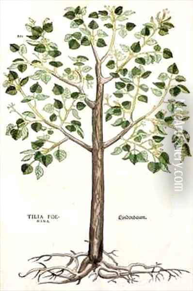 Tilia Foemina Lindenbaum or Lime Tree Oil Painting - Leonhard Fuchs