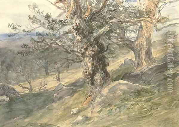 Gnarled oaks in Bolton Park, Yorkshire Oil Painting - David Cox