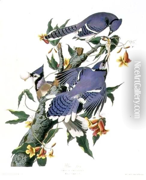 Cyanocitta cristata (Blue Jay) a male and two females Oil Painting - John James Audubon