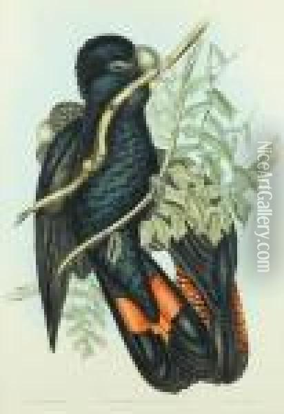 Western Black Cockatoo (calptorhynchus Naso) Oil Painting - John H. Gould