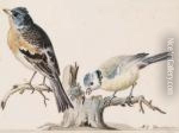 A Jay And A Bullfinch On Branches Oil Painting - Aert Schouman