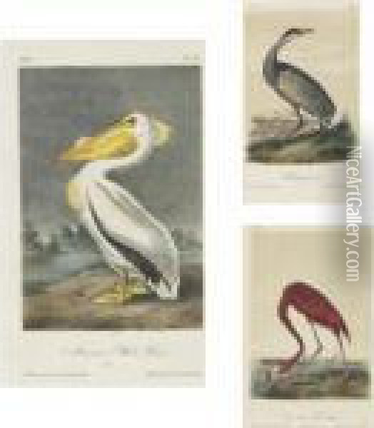 New York: V.g. Audubon, 1856 Oil Painting - John James Audubon