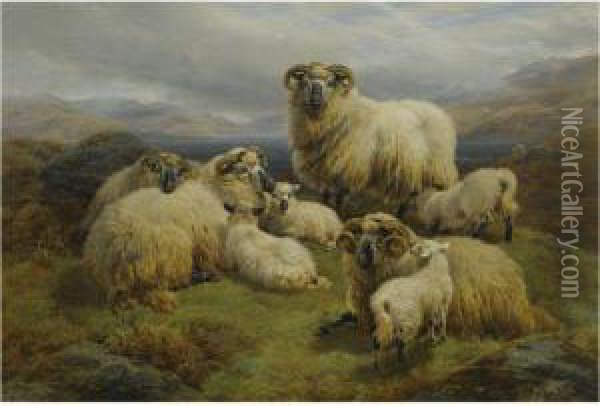 Sheep In The Highlands Oil Painting - William Watson