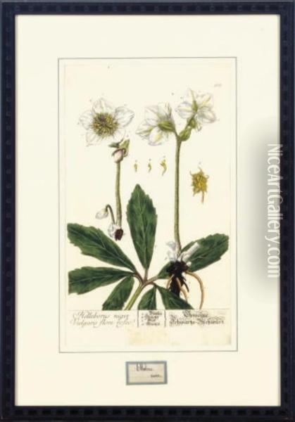 Herbarium Blackwellianum Emendatum Et Auctum: Six Plates Oil Painting - Nikolaus Friedrich Eisenberger