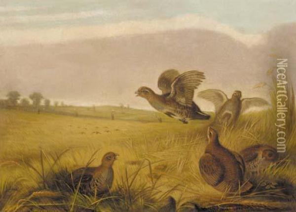 Partridge Rising Oil Painting - Archibald Thorburn