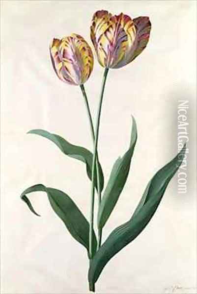 Tulip Tulip Oil Painting - Georg Dionysius Ehret