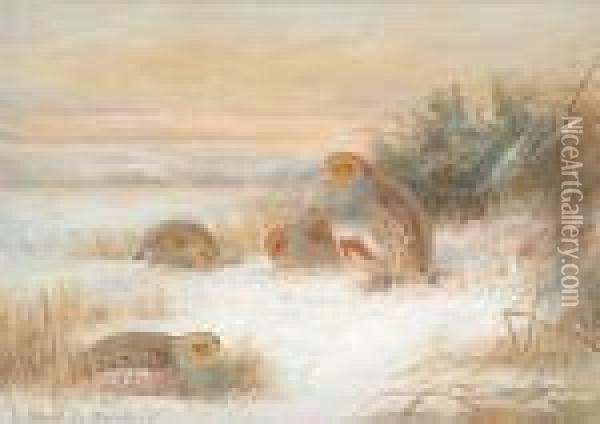 Partridge Inthe Snow Oil Painting - Archibald Thorburn