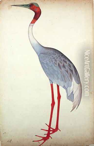 Sarus Crane, painted for Lady Impey at Calcutta, c.1780 Oil Painting - Zain ud-Din Shaikh