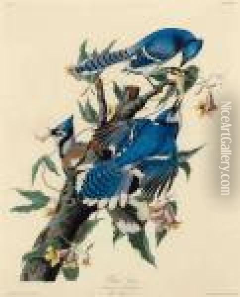 Blue Jay Oil Painting - John James Audubon