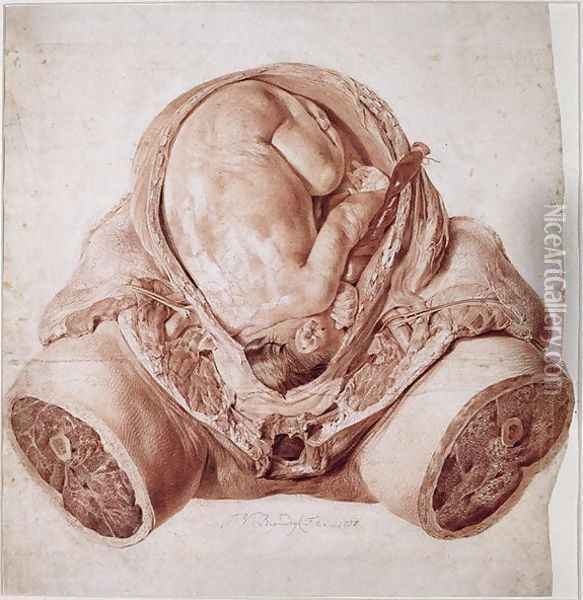 Ms Hunter 658 Plate VI Drawing from William Hunters 1718-83 Anatomy of the Human Gravid Uterus, 1774 Oil Painting - Jan van Rymsdyk