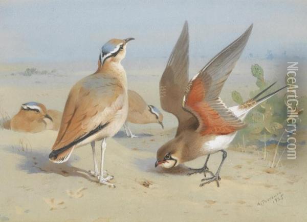 Cream Coloured Courser And Pratincole Oil Painting - Archibald Thorburn