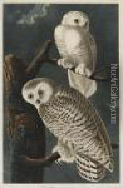 Snowy Owl (plate Cxxi) Oil Painting - John James Audubon
