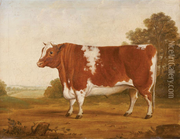 Hereford Bull Oil Painting - William Henry Davis