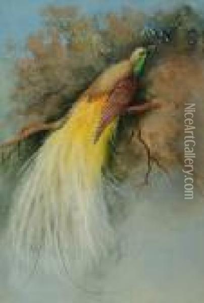 A Bird Of Paradise Oil Painting - Marian Ellis Rowan