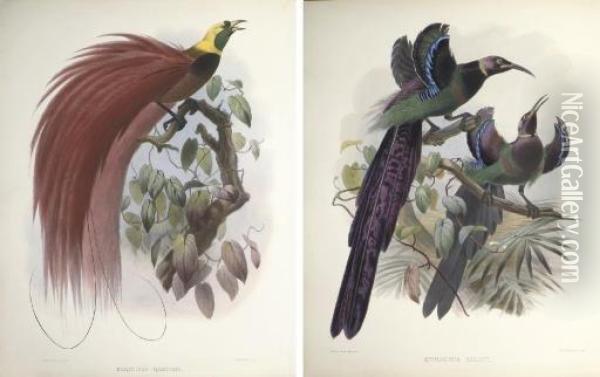 A Monograph Of The Paradiseidae, Or Birds Of Paradise Oil Painting - Daniel Giraud Elliot