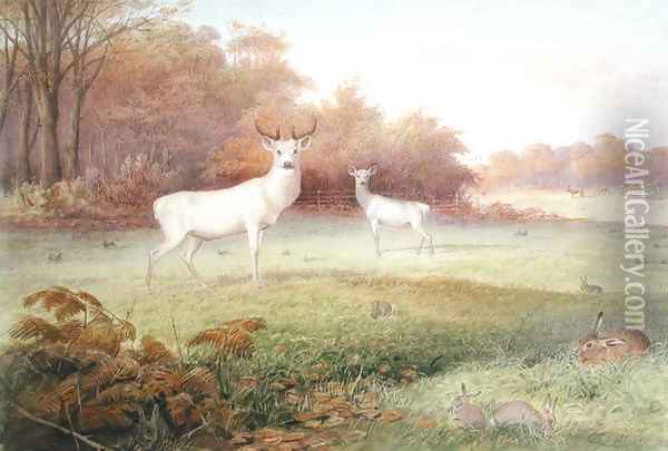 Cervus elaphus (White Variety), from The Knowsley Menagerie, October 24th 1850 Oil Painting - Joseph Wolf