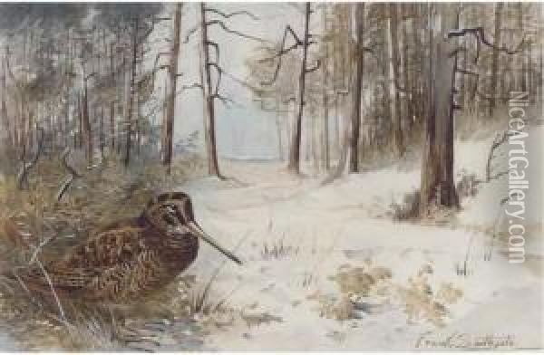 Woodcock In Winter Oil Painting - Frank Southgate