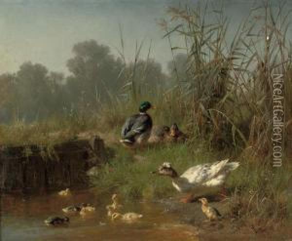 Ducks And Ducklings In A Pond Oil Painting - Carl Jutz