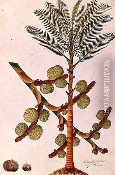 Sago, from 'Drawings of Plants from Malacca', c.1805-18 Oil Painting - Anonymous Artist