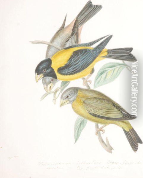 Ornithological Studies Oil Painting - William Hayes