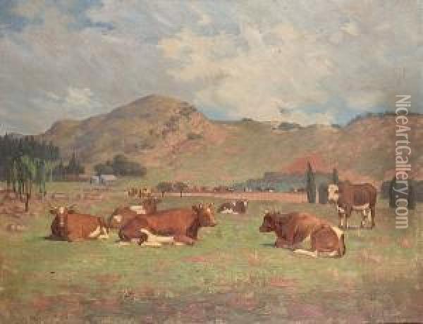 Cattle Resting On The Veldt Oil Painting - Jack Pohl