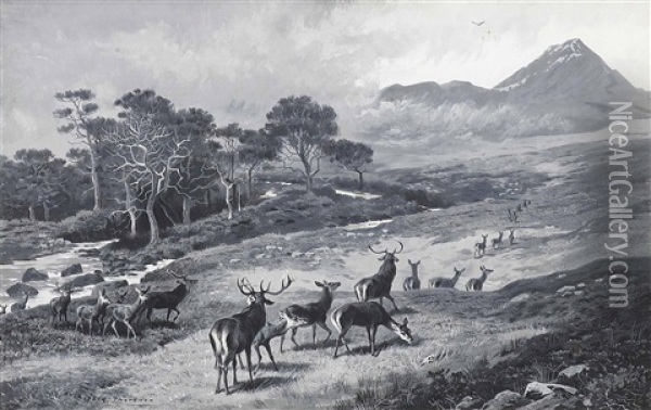 Deer On The Move, Kinlochewe Oil Painting - Archibald Thorburn