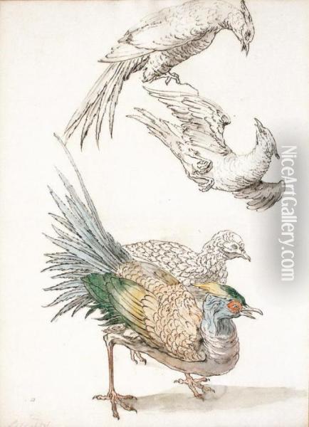  Quatre Etudes De Poules Faisanes  Oil Painting - Jean-Baptiste Oudry