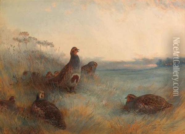 Partridges 'chill Hoar Frost At Dawn' Oil Painting - Archibald Thorburn