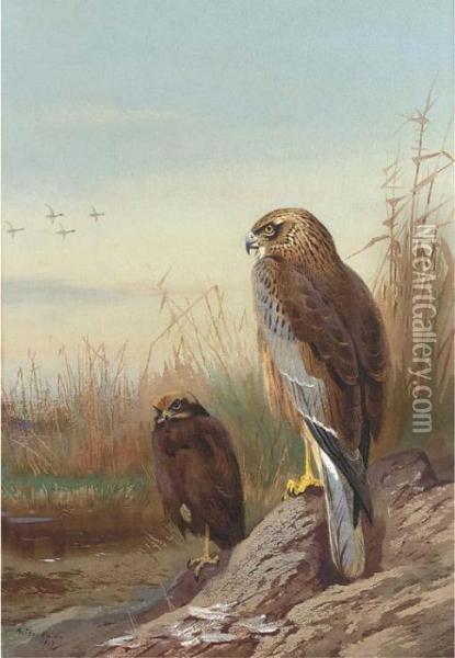 Marsh Harrier Oil Painting - Archibald Thorburn