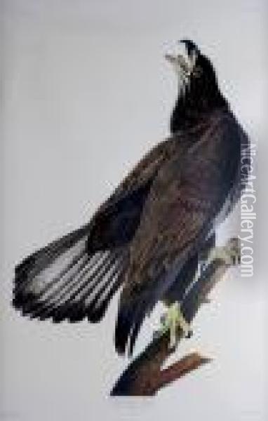 White Headed Eagle Oil Painting - John James Audubon