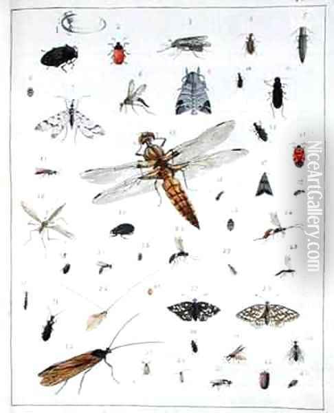 Various insects 2 Oil Painting - Georges Cuvier