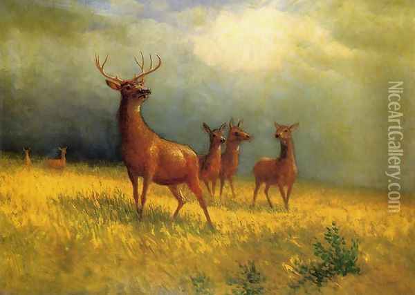 Deer in a Field Oil Painting - Albert Bierstadt