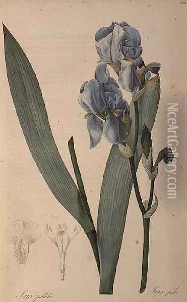 Iris Pallida, from Les Liliacees Oil Painting - Pierre-Joseph Redoute