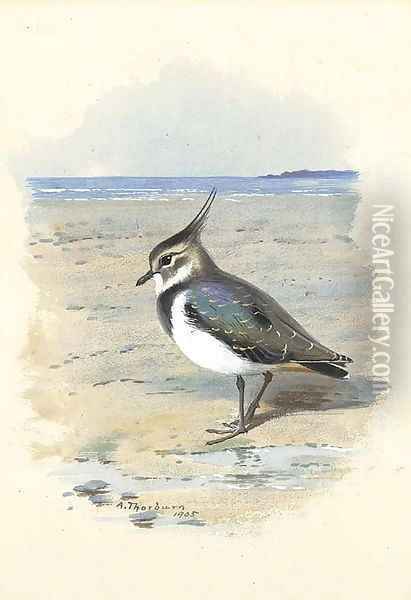 Lapwing or Peewit Oil Painting - Archibald Thorburn