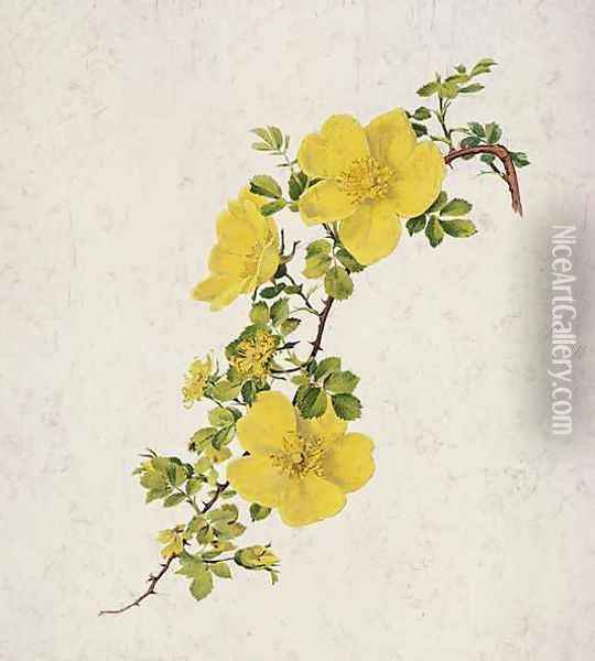 Rosa Foetida Oil Painting - Alfred Parsons