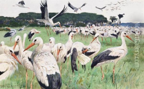 White Stork Oil Painting - Wilhelm Kuhnert