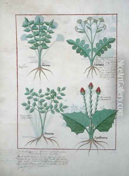 Top row- Ligustrum and Acanthus. Bottom row- Grass plant and Apollinaris, illustration from The Book of Simple Medicines, by Matthaeus Platearius d.c.1161 c.1470 Oil Painting - Robinet Testard
