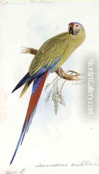 A Varied Lorikeet, Trichoglossus Versicolor, an illustration for Sir William Jardine's The Naturalist's Library Oil Painting - Edward Lear