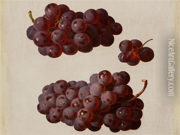 Oil Study With Grapes Oil Painting - Josef Lauer