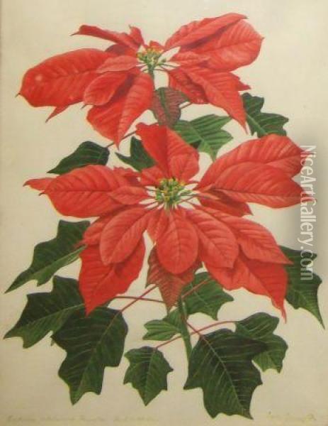 A Poinsettia Oil Painting - Leslie Greenwood
