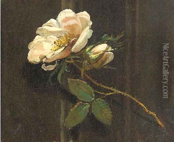 A rose Oil Painting - Simon Pietersz. Verelst
