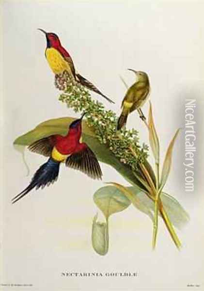 Nectarinia Gouldae from Tropical Birds Oil Painting - John Gould