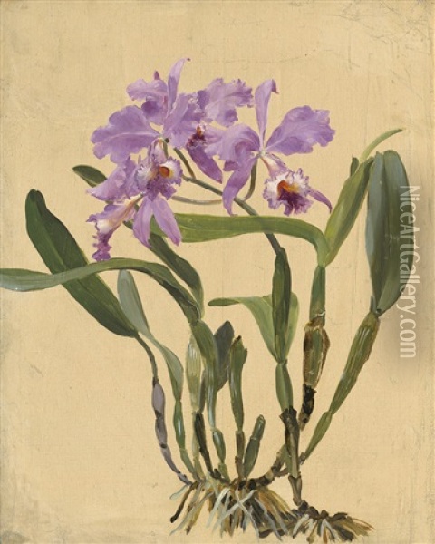 Studie Einer Rosa Bluhenden Cattleya Orchidee Oil Painting - Alexandre Bailly