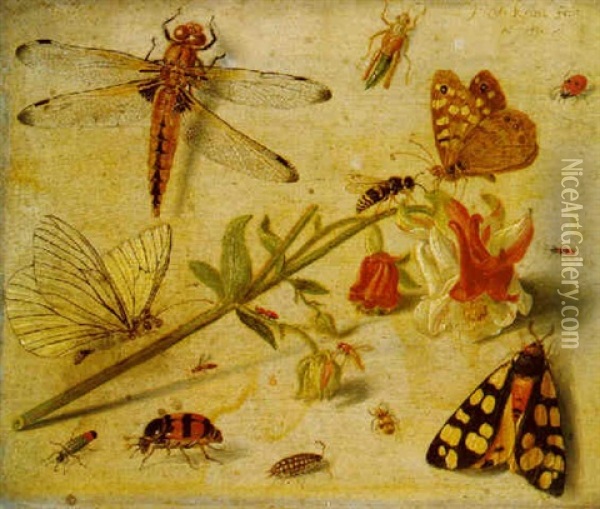 A Dragonfly, A Ladybird, A Moth, Butterflies, Insects And A Flower Oil Painting - Jan van Kessel the Elder