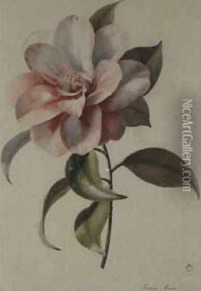 Camellia 2 Oil Painting - Marie-Anne